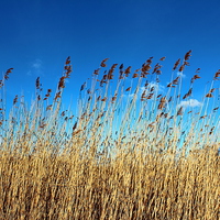 Buy canvas prints of Reed bed sky view by paul wheatley