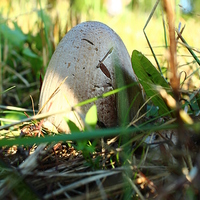 Buy canvas prints of Toadstool by paul wheatley