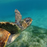 Buy canvas prints of Turtle swimming by martyn green
