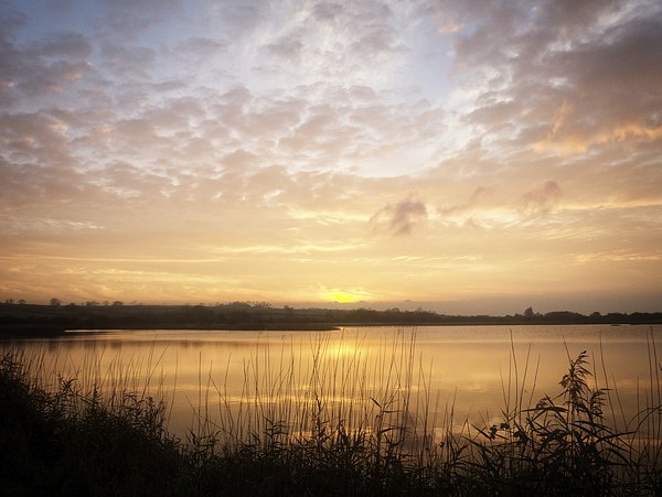 Reed Beds Silhouette at Sunset Picture Board by P D