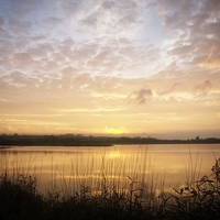 Buy canvas prints of Reed Beds Silhouette at Sunset by P D