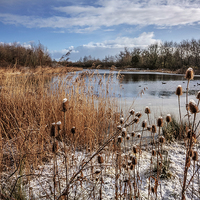 Buy canvas prints of Frozen Wonderland at Waters Edge by P D
