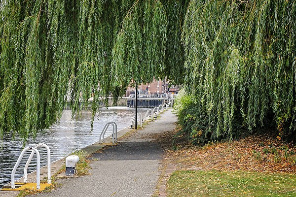 Serene Autumn Riverside Walk Picture Board by P D