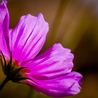 Buy canvas prints of Delicate Beauty in Pink by P D