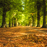 Buy canvas prints of The Majestic Golden Avenue by P D