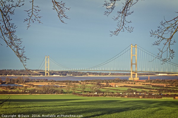 Majestic Humber Bridge Emerging from Nature Picture Board by P D