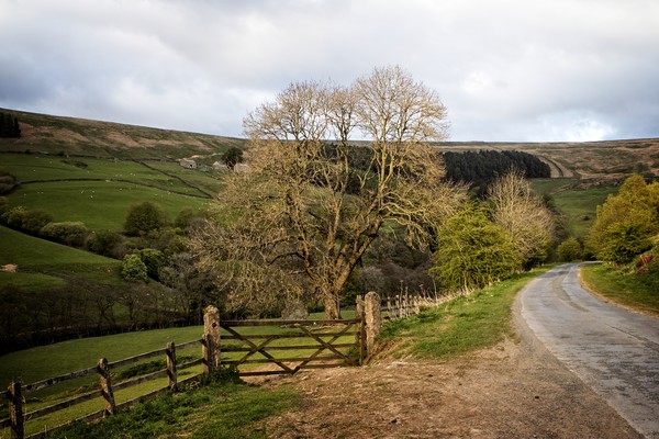 Majestic Nidderdale Scenery Picture Board by P D