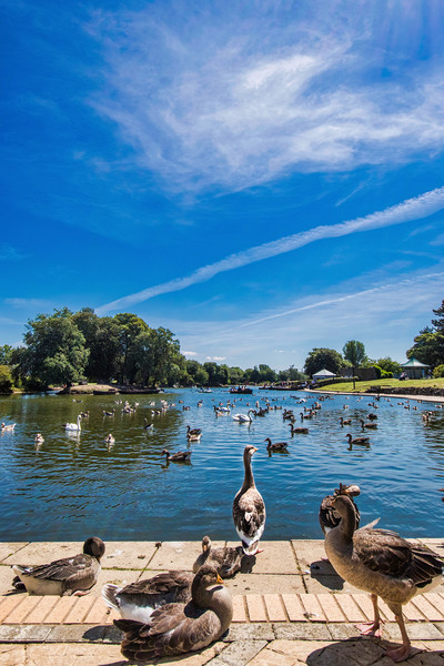 Serene Escape at Cleethorpes Boating Lake Picture Board by P D