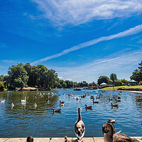 Buy canvas prints of Serene Escape at Cleethorpes Boating Lake by P D