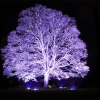 Buy canvas prints of Tree at Night by Simon Cadby