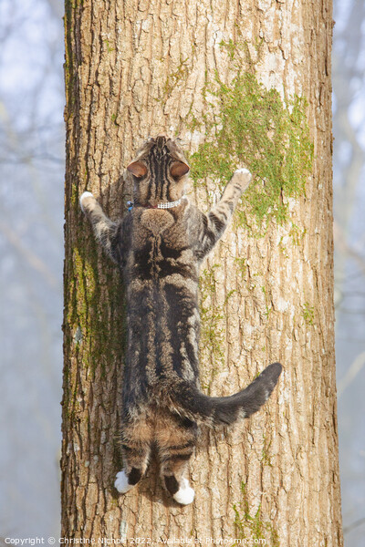Tabby Cat Spreadeagled on a Tree Picture Board by Christine Kerioak