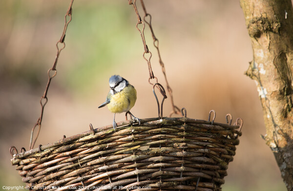 Blue Tit on Hanging Basket Picture Board by Christine Kerioak
