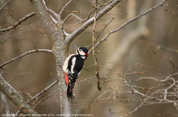Greater Spotted Woodpecker in tree Picture Board by Christine Kerioak