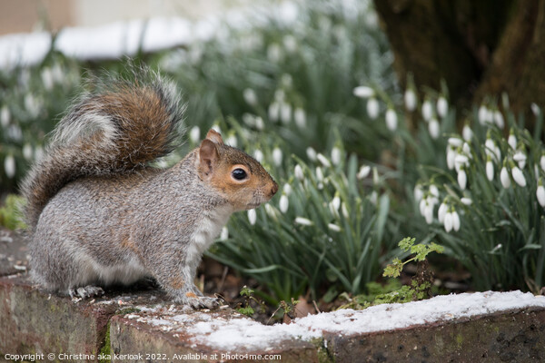 Squirrel standing on snow covered wall in front of a flwoer bed  Picture Board by Christine Kerioak