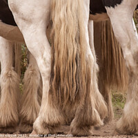 Buy canvas prints of Feathery Horses by Christine Kerioak