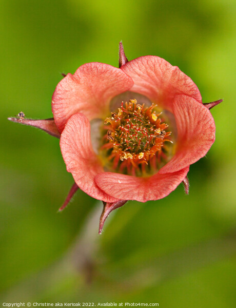 Close up of Geum flower Picture Board by Christine Kerioak