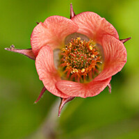 Buy canvas prints of Close up of Geum flower by Christine Kerioak