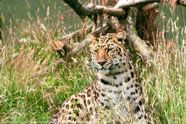 Leopard In The Grass Picture Board by Christine Kerioak
