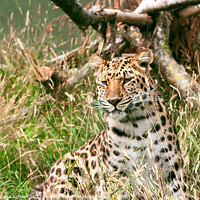 Buy canvas prints of Leopard In The Grass by Christine Kerioak