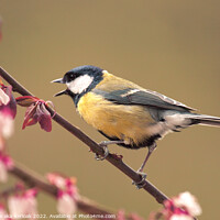 Buy canvas prints of Great Tit in Plum Tree by Christine Kerioak