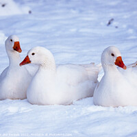 Buy canvas prints of Geese in the Snow by Christine Kerioak