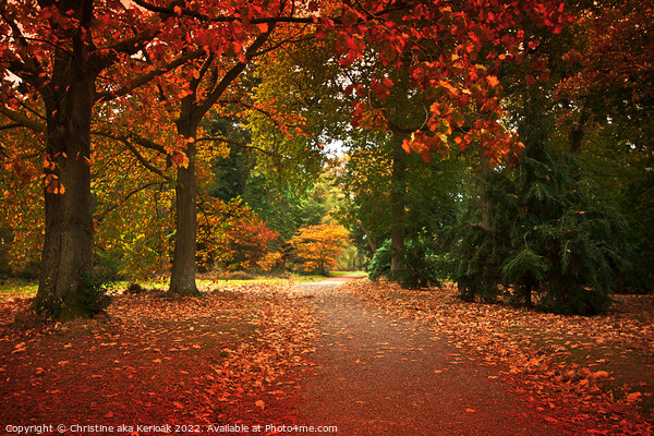 Red Autumn Tree Lined Path Picture Board by Christine Kerioak