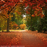Buy canvas prints of Red Autumn Tree Lined Path by Christine Kerioak
