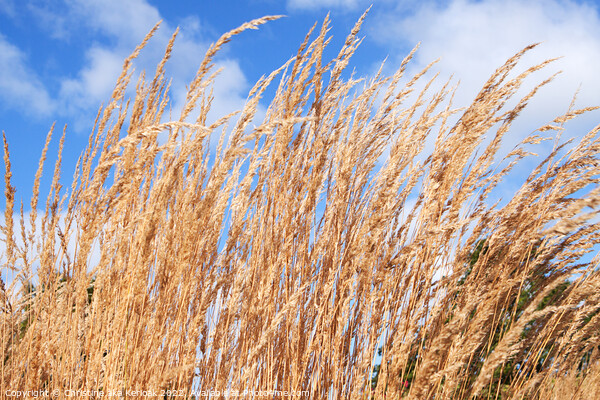 Reedgrass waving in the breeze Picture Board by Christine Kerioak