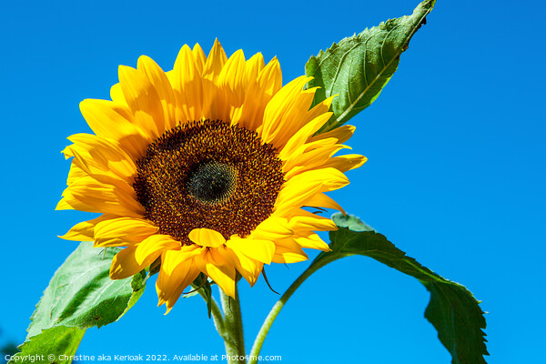 Single Sunflower Against Blue Sky Picture Board by Christine Kerioak