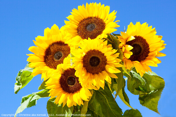 Five Bright Sunflowers Picture Board by Christine Kerioak