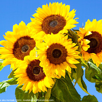 Buy canvas prints of Five Bright Sunflowers by Christine Kerioak