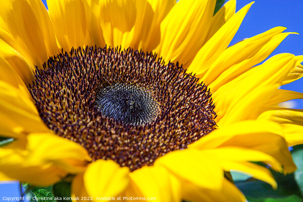Sunflower Close up Picture Board by Christine Kerioak