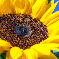 Buy canvas prints of Sunflower Close up by Christine Kerioak