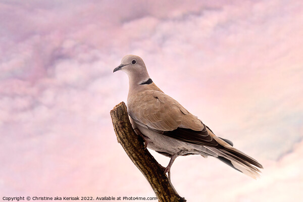 Collared Dove Sitting on a branch Picture Board by Christine Kerioak