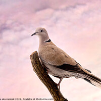 Buy canvas prints of Collared Dove Sitting on a branch by Christine Kerioak