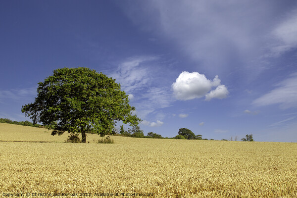Lone Oak in Wheat Field Picture Board by Christine Kerioak