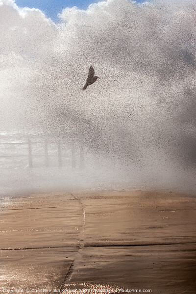Gull Caught in a Wave Picture Board by Christine Kerioak