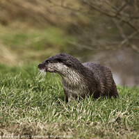 Buy canvas prints of Young Otter by Christine Kerioak