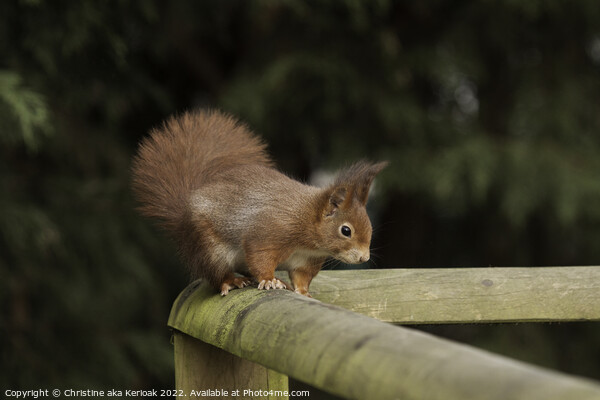 Red Squirrel on Railing Picture Board by Christine Kerioak