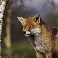 Buy canvas prints of Fox with Tip of Tongue Showing by Christine Kerioak