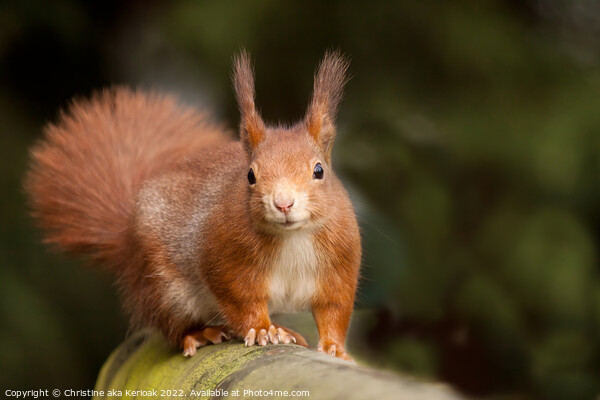 Eurasian Red Squirrel Picture Board by Christine Kerioak