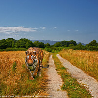 Buy canvas prints of Tiger Padding Alongside Wheatfield by Christine Kerioak