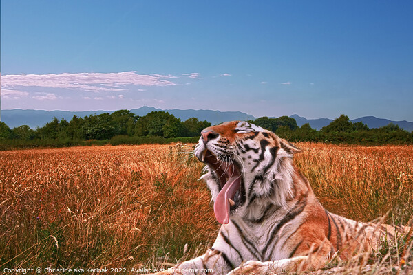 Yawning Tiger in field Picture Board by Christine Kerioak