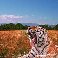 Buy canvas prints of Yawning Tiger in field by Christine Kerioak