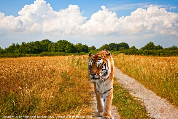 Tiger walking long a track Picture Board by Christine Kerioak