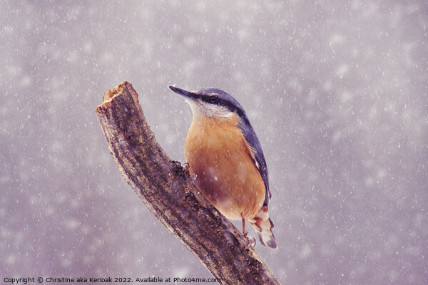 Nuthatch in the snow Picture Board by Christine Kerioak