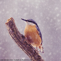 Buy canvas prints of Nuthatch in the snow by Christine Kerioak