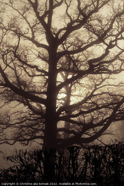 Abstract Oak Tree in mist Picture Board by Christine Kerioak
