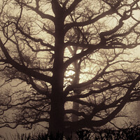 Buy canvas prints of Abstract Oak Tree in mist by Christine Kerioak