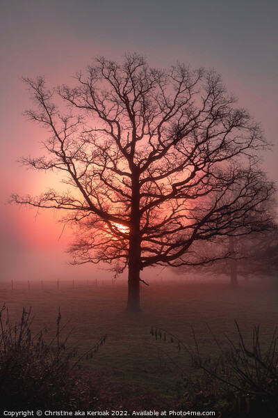 Sun rising out of mist behind large Oak Tree Picture Board by Christine Kerioak